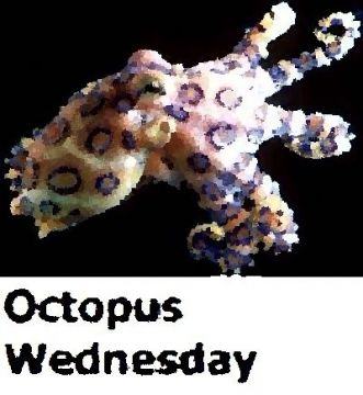 OCTOPUS WEDNESDAY