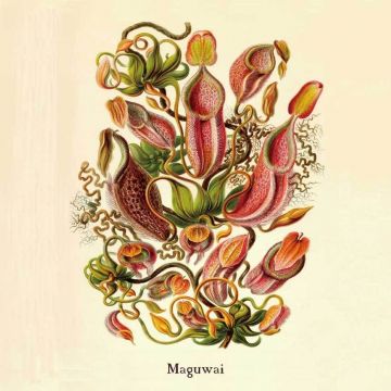 Maguwai